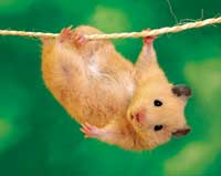 hamster picture